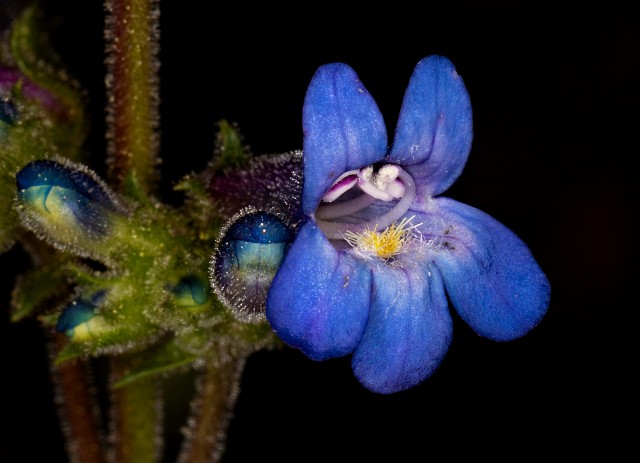 Penstemon humilis 18-9293.jpg